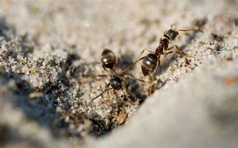 家中 突然出現很多 小 螞蟻